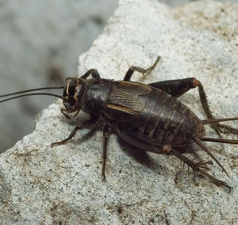 escaravelho para dar sorte